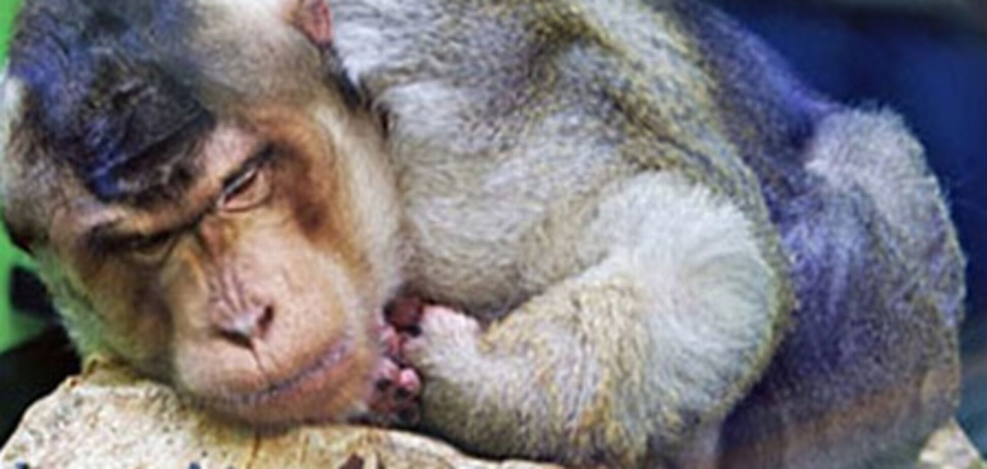 В российском зоопарке обезьяны драят полы и выносят мусор