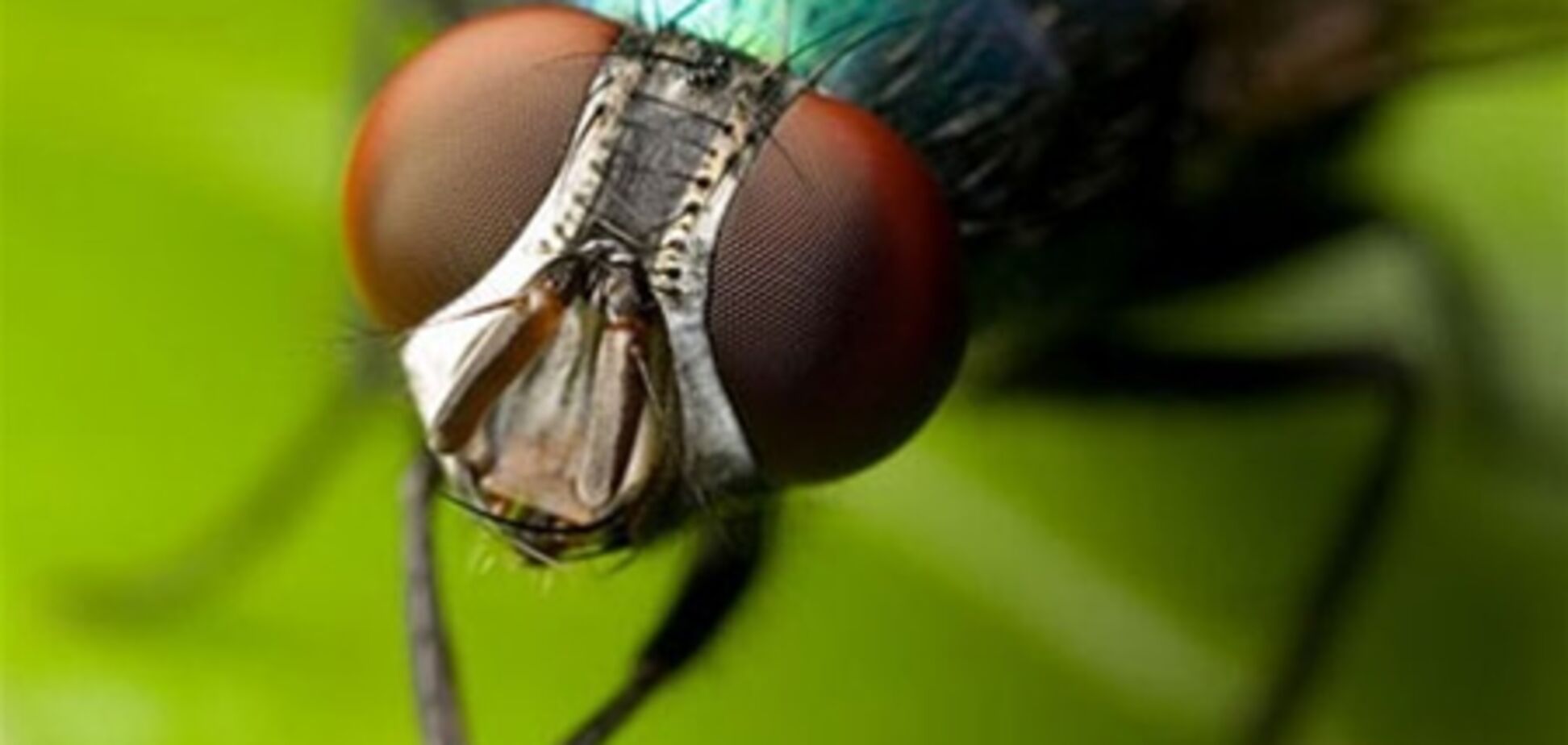 Ученые нашли мух-алкоголиков