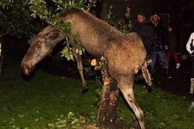 Животные-алкоголики. Ежи напиваются 'в хлам', а слоны любят самогон. Видео