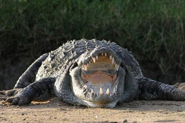 В Киевском зоопарке умер последний кубинский крокодил