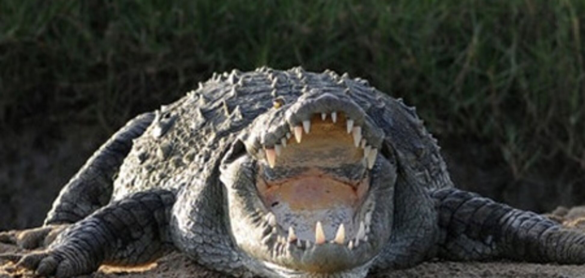 В Киевском зоопарке умер последний кубинский крокодил
