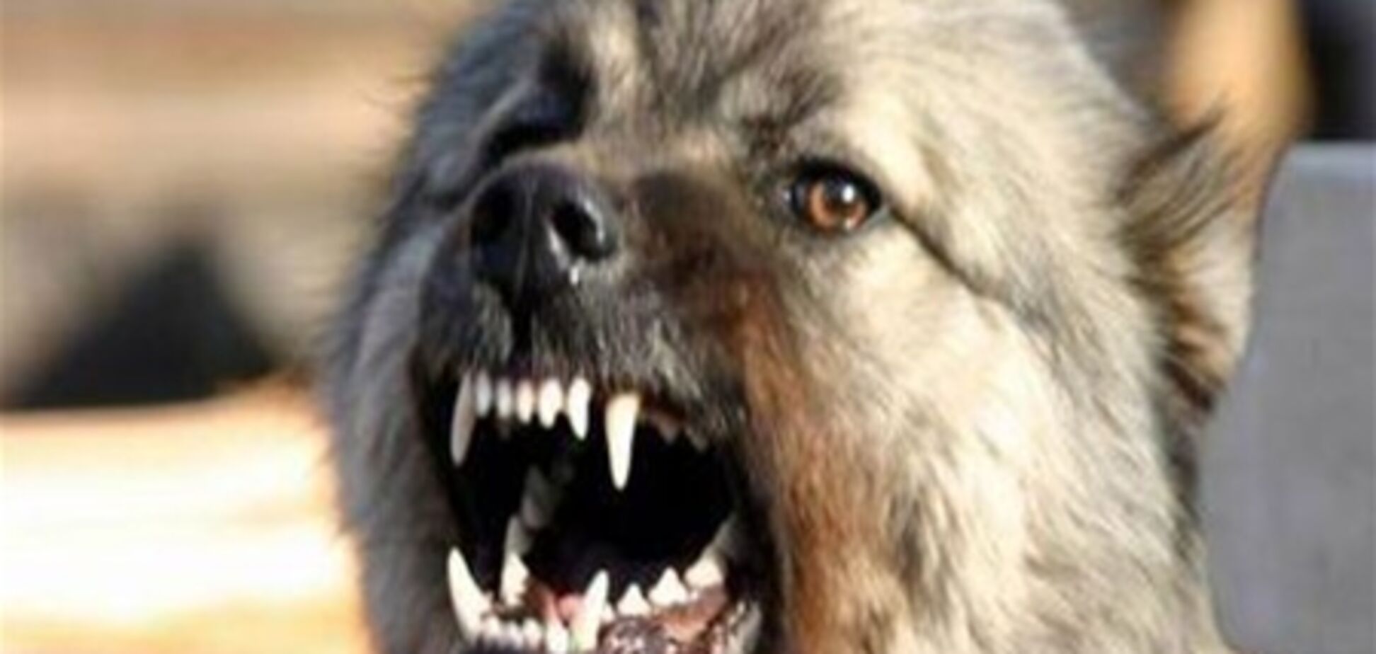 Під Сімферополем бродячі собаки загризли дівчину