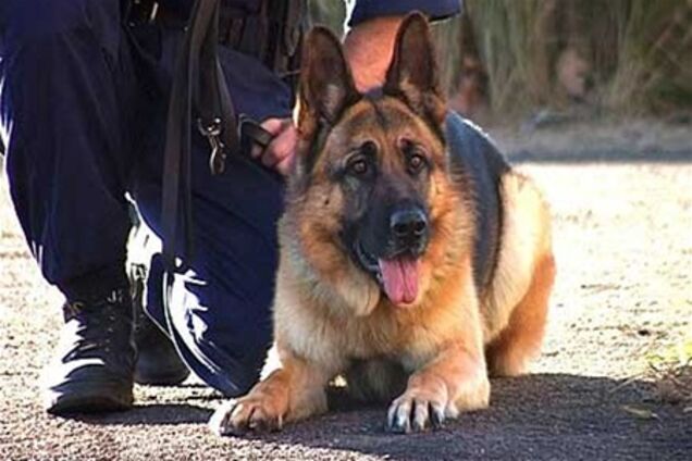 По факту изнасилования в Симферополе возбуждено дело