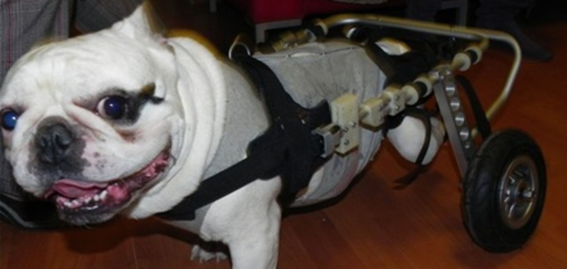 Спрос на инвалидные коляски для домашних любимцев растет