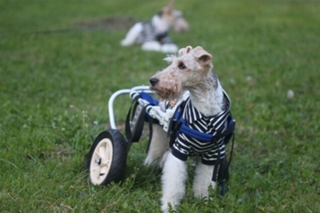 Инвалидная коляска для домашнего любимца стоит от 2 тыс. гривен