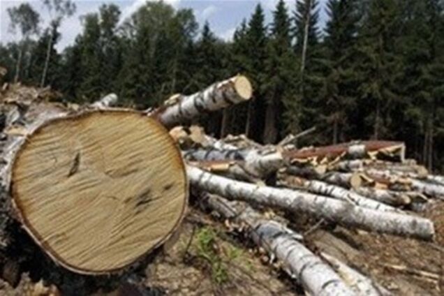 В Конча-Заспе вырубили лес ради школы для мажоров