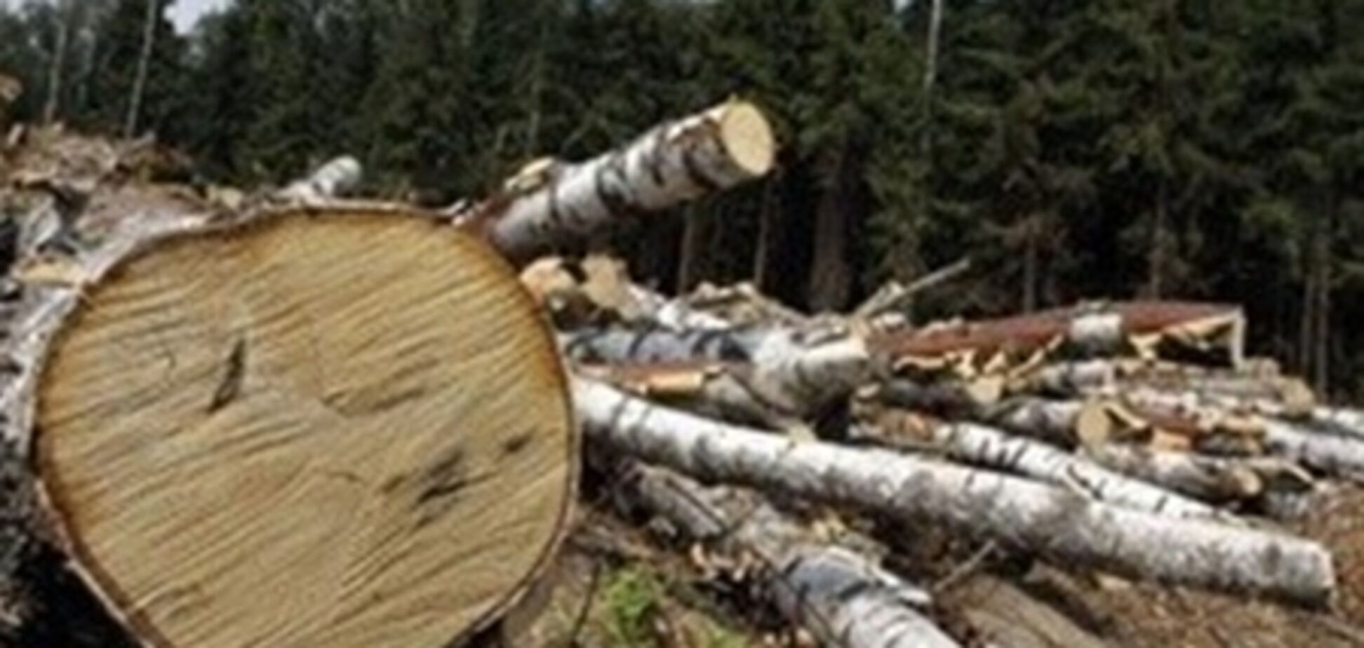 В Конча-Заспе вырубили лес ради школы для мажоров