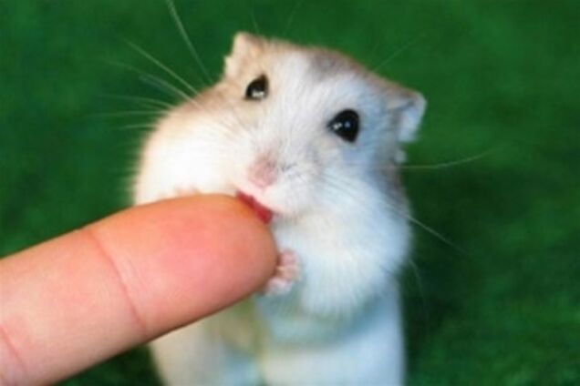 Бешеные хомячки покусали троих детей в Житомире