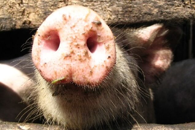 ЕС недоволен запретом России на ввоз животных из Европы