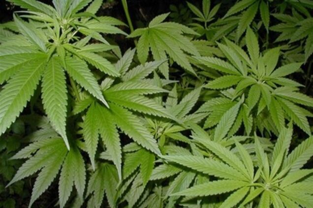 У Харкові за збут наркотиків затримано лейтенанта