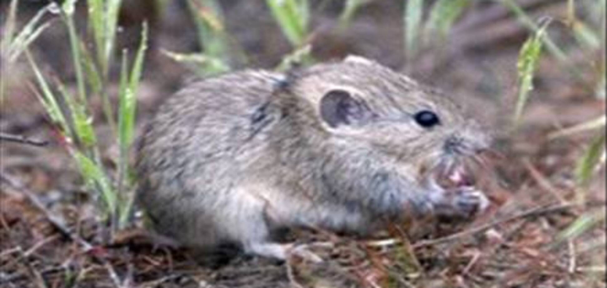 Ресторан разбогател на блюдах из мышей