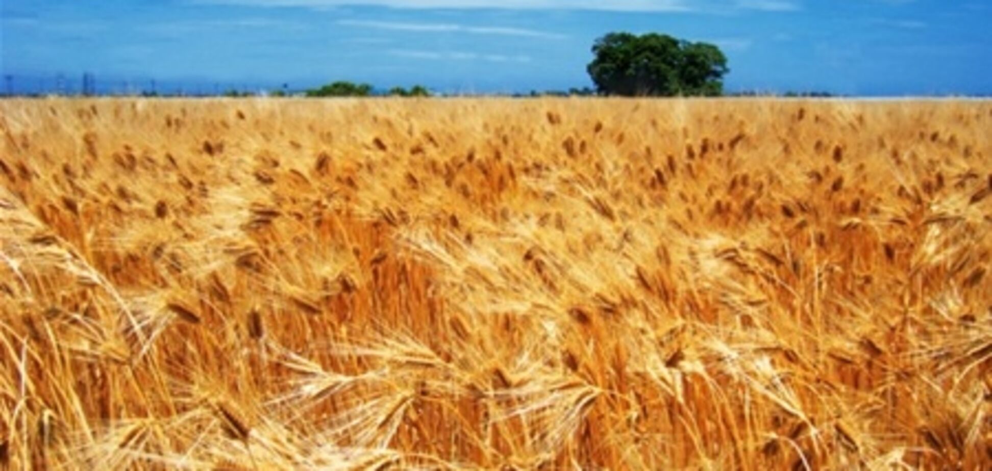 Посевная-2012: каким будет урожай