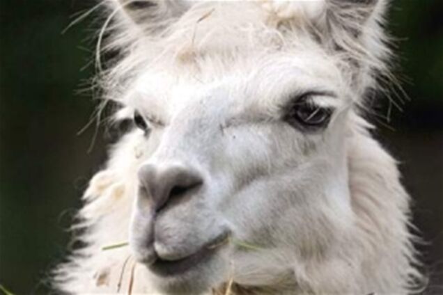 В Киевском зоопарке лама умерла от почечной недостаточности