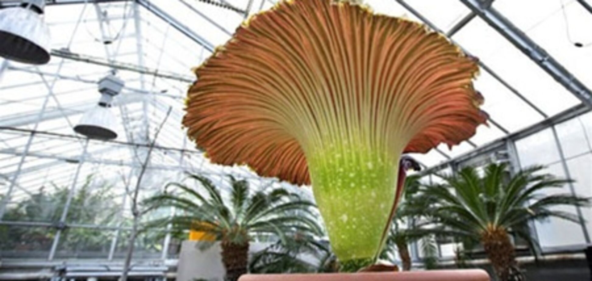 В Германии распустился самый большой цветок в мире. Фото. Видео