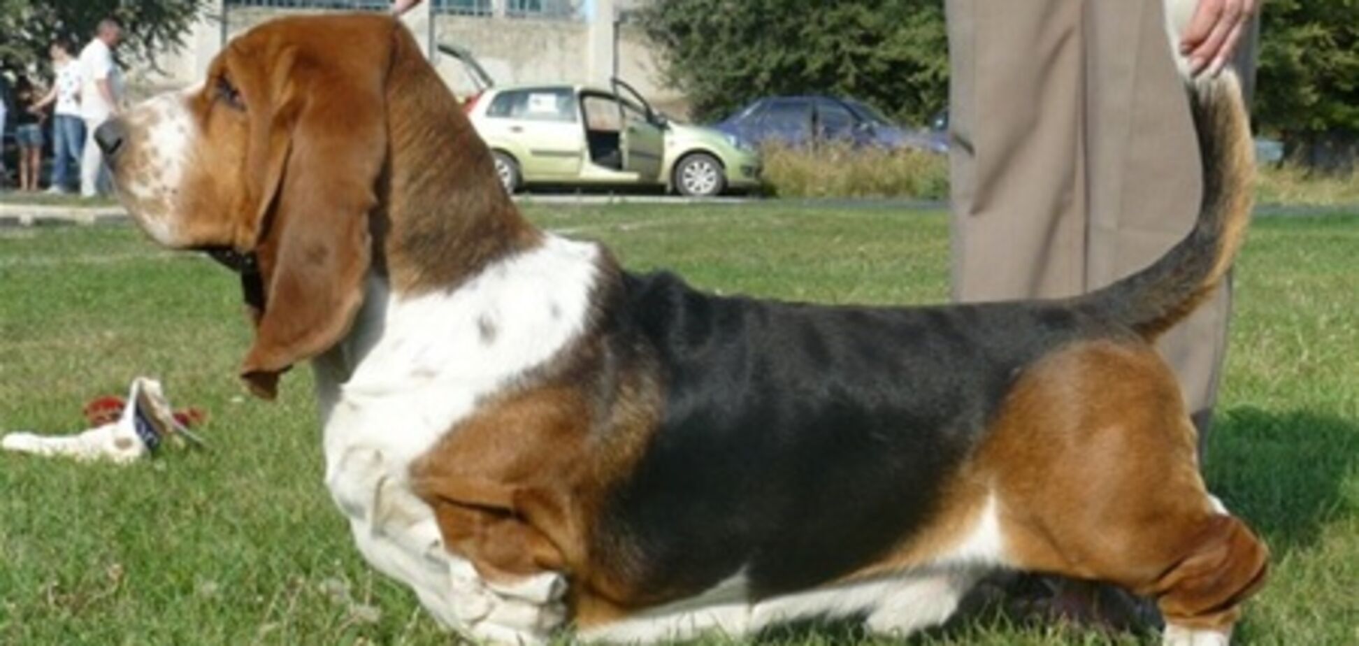 Умирающий пес самостоятельно вызвал себе помощь