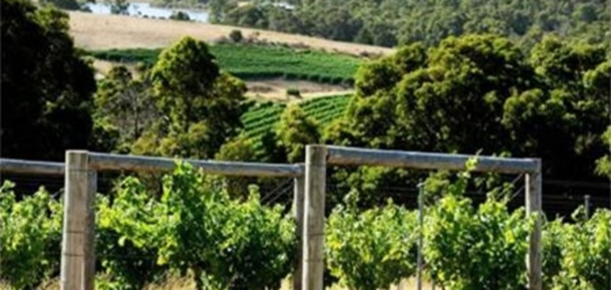 Австралія збільшить виробництво вина