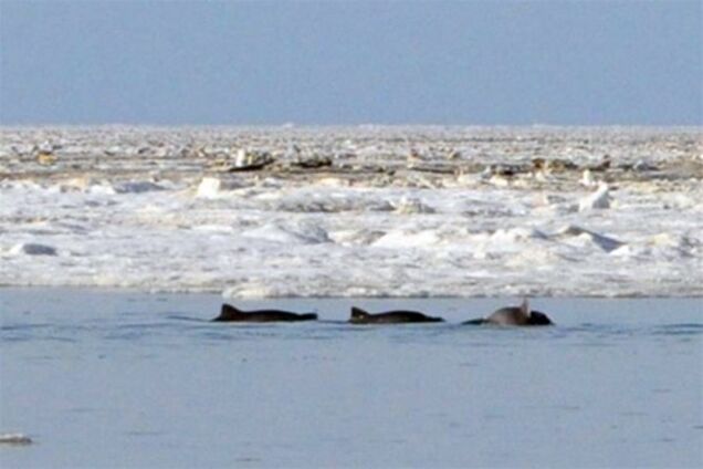 В Крыму около 100 дельфинов застряли в ледяном плену