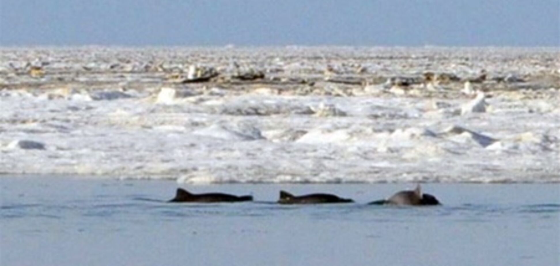 В Крыму около 100 дельфинов застряли в ледяном плену