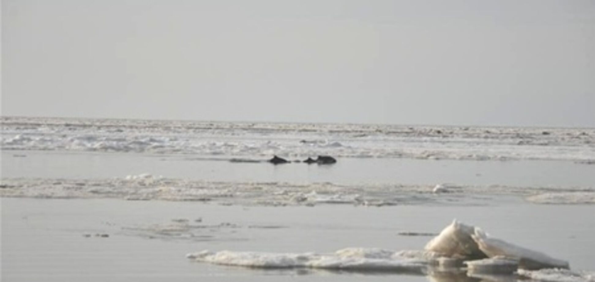 Співробітники МНС врятували дельфінів з крижаної пастки