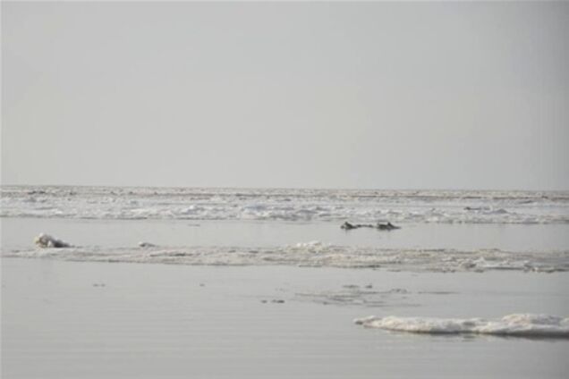 Злочевський витягнув дельфінів з крижаної пастки