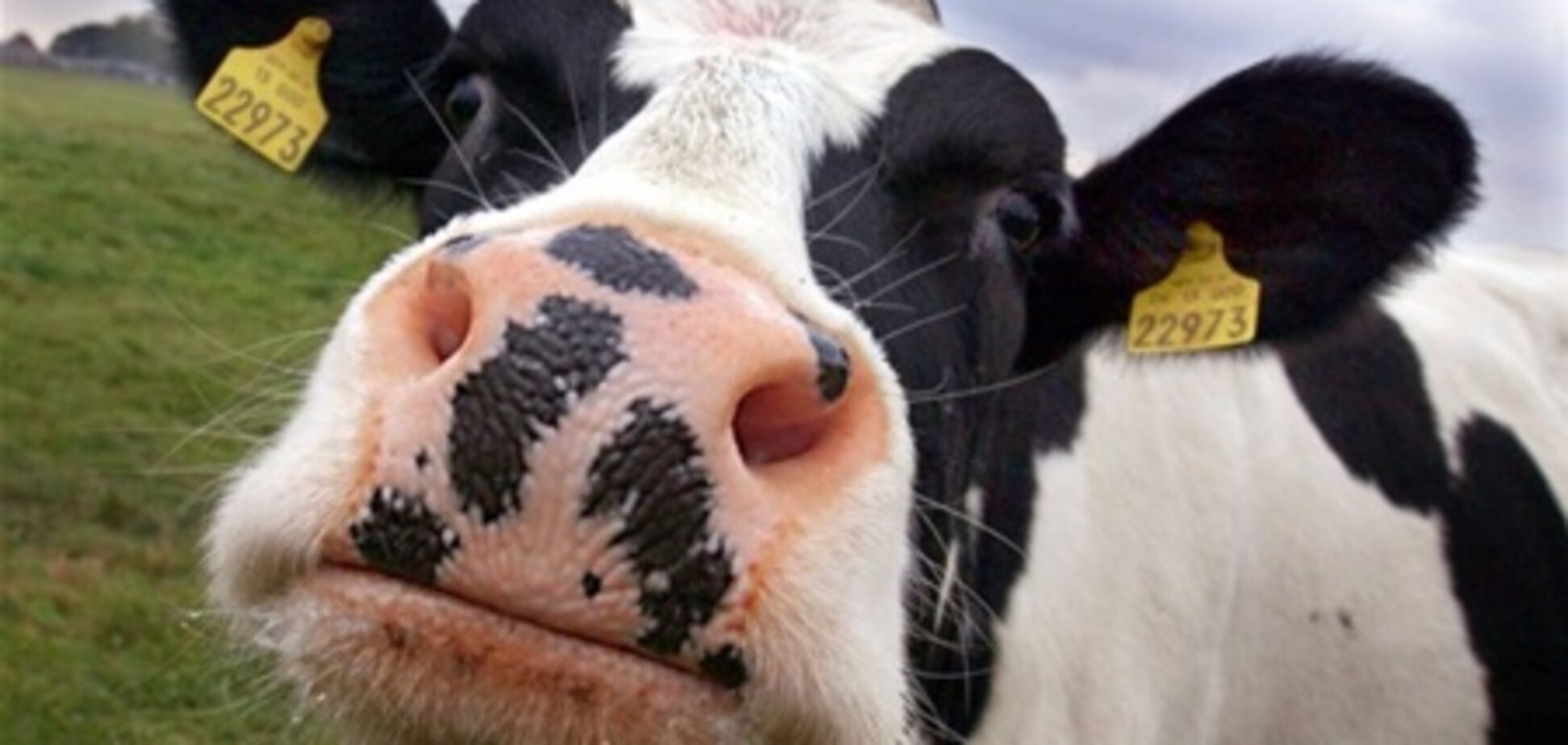 Украинцам не хватает рогатого скота - Азаров