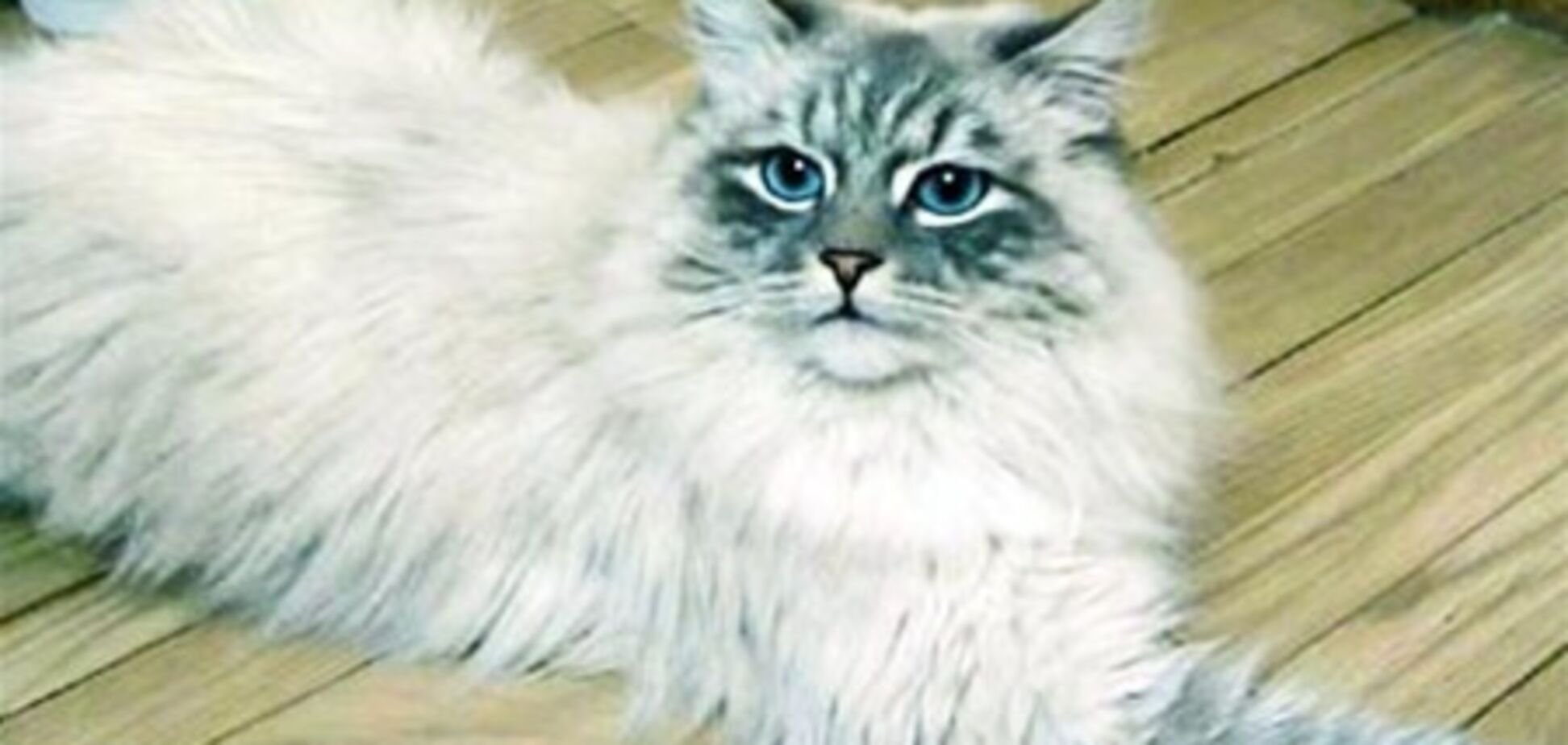 От Дмитрия Медведева сбежал кастрированный кот