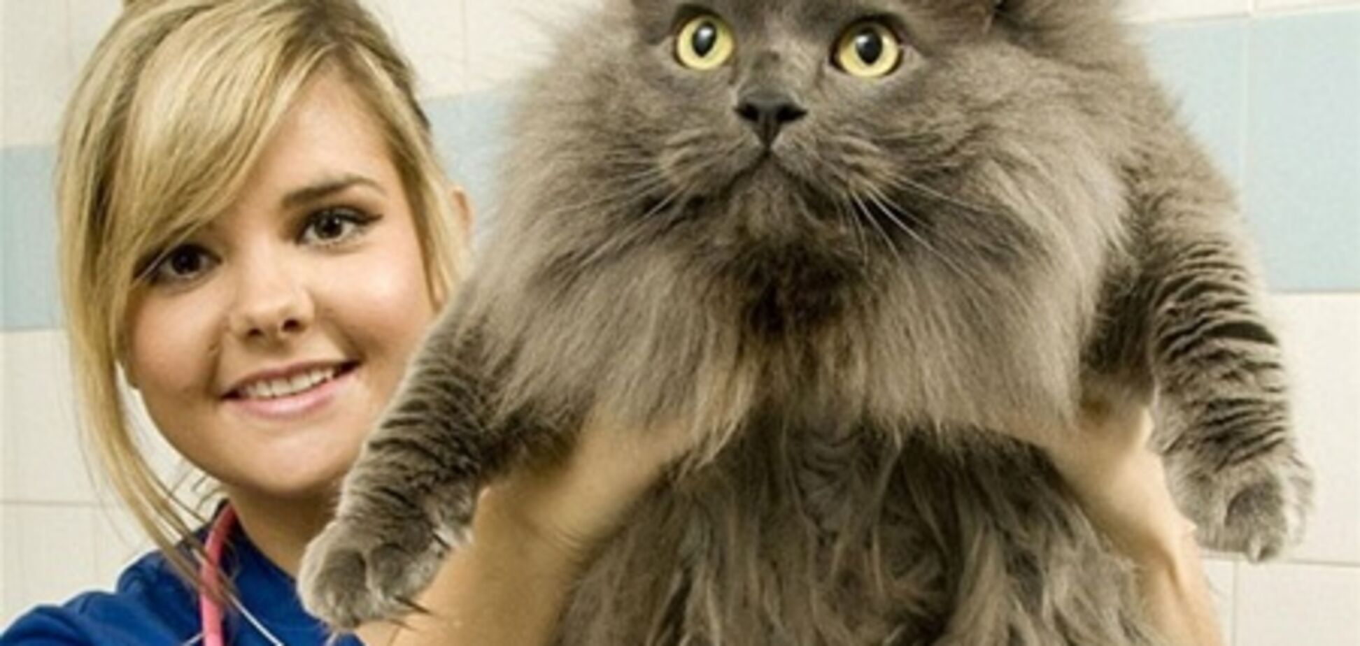 Самые толстые коты, собаки и кролики Британии сели на диету. Фото