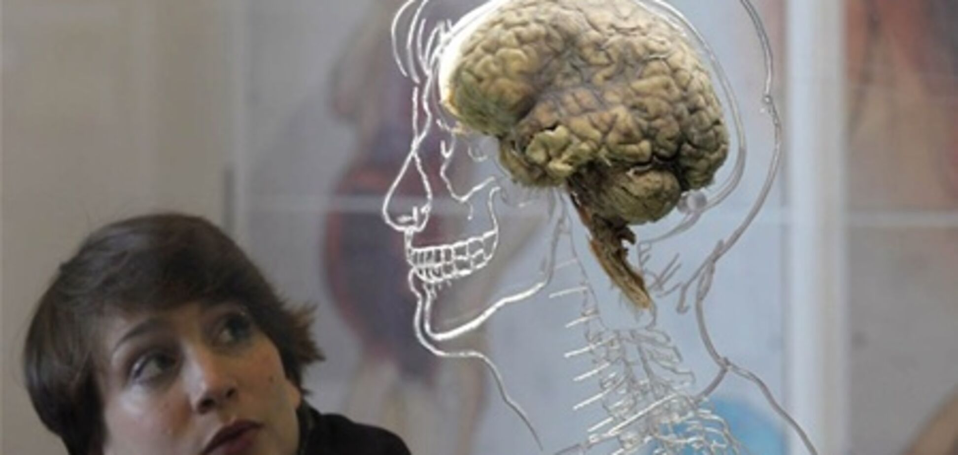 В Лондоне открыта выставка мозгов