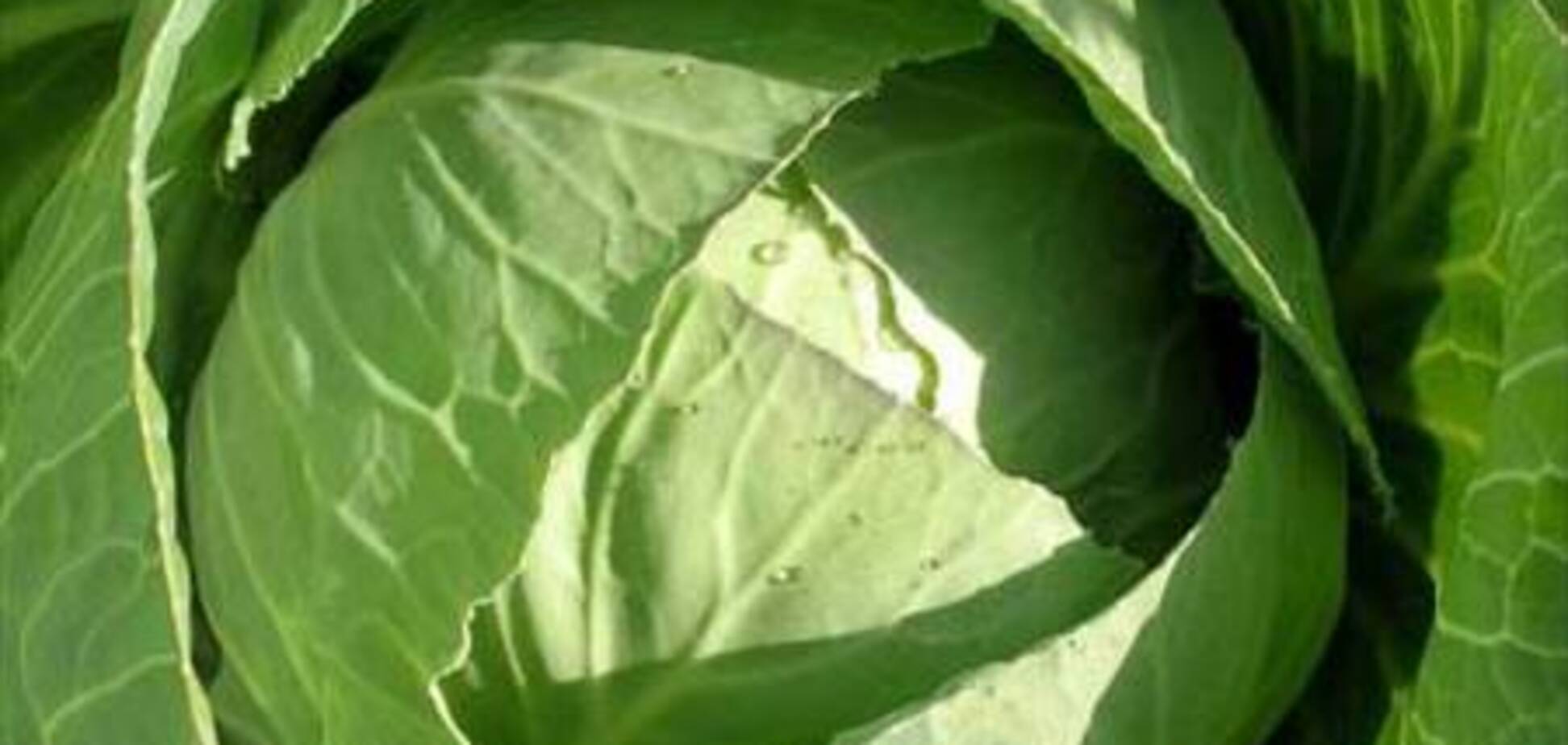 Голубчики ленивые