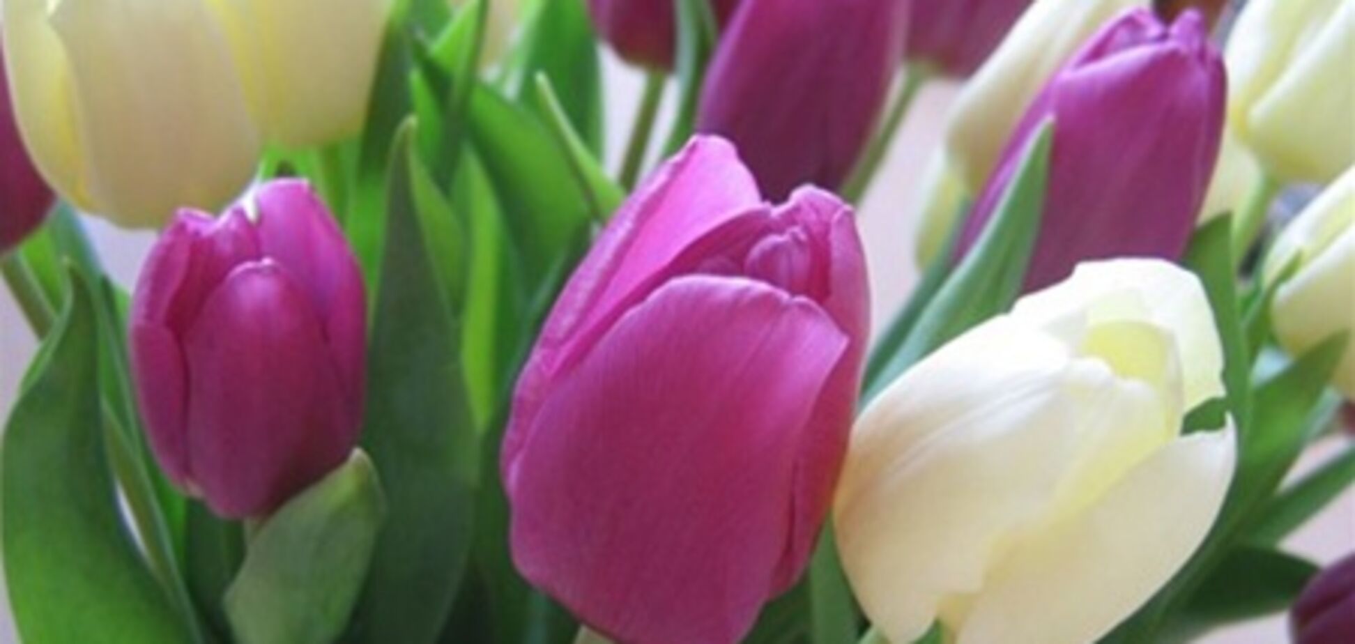 Весенний ажиотаж: продавцы накручивают на цветах 27 гривен