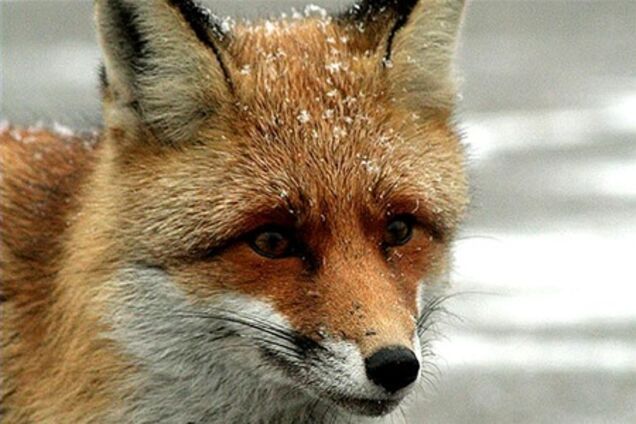 У Великобританії лисиця пограбувала чоловіка
