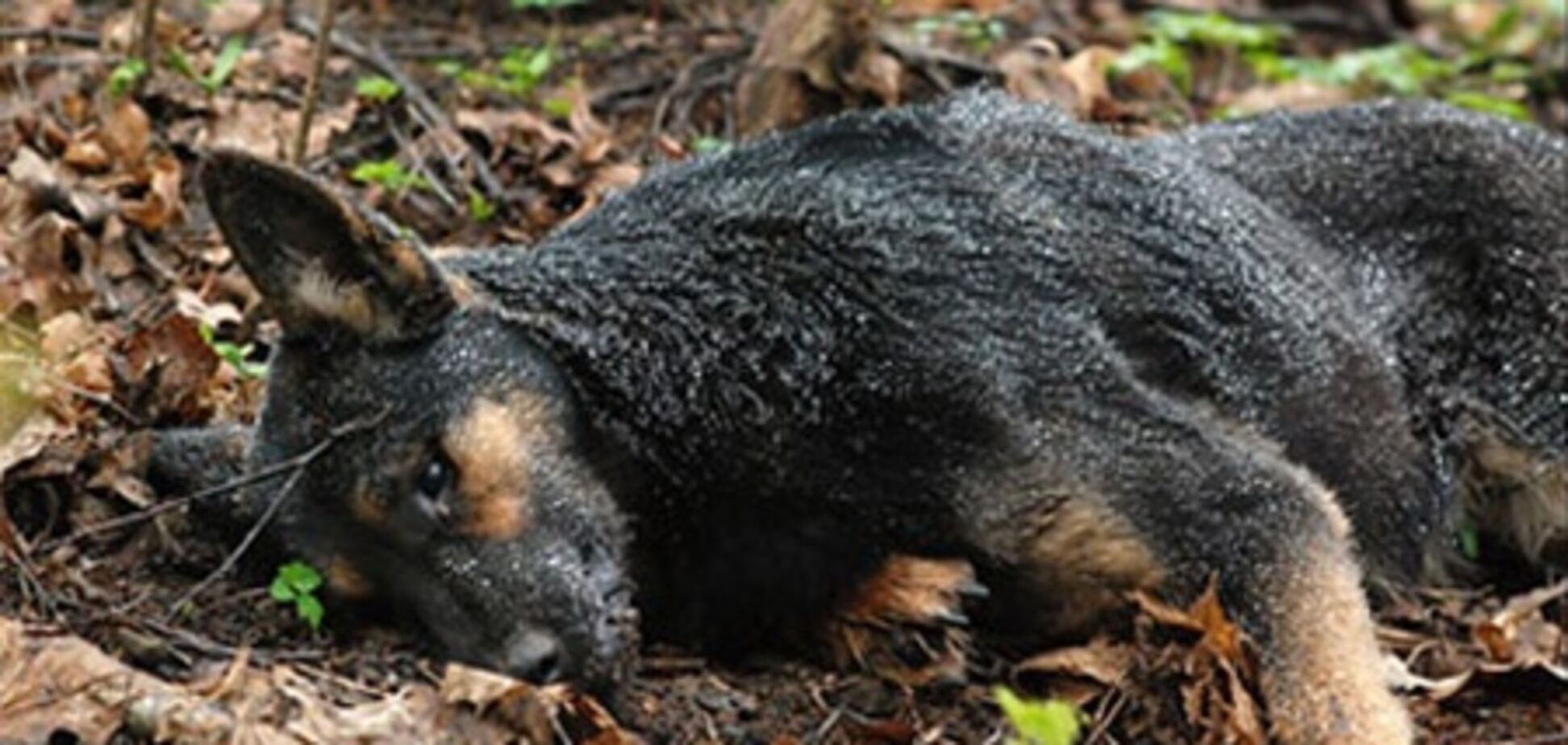 В парке в центре Киева травят домашних собак