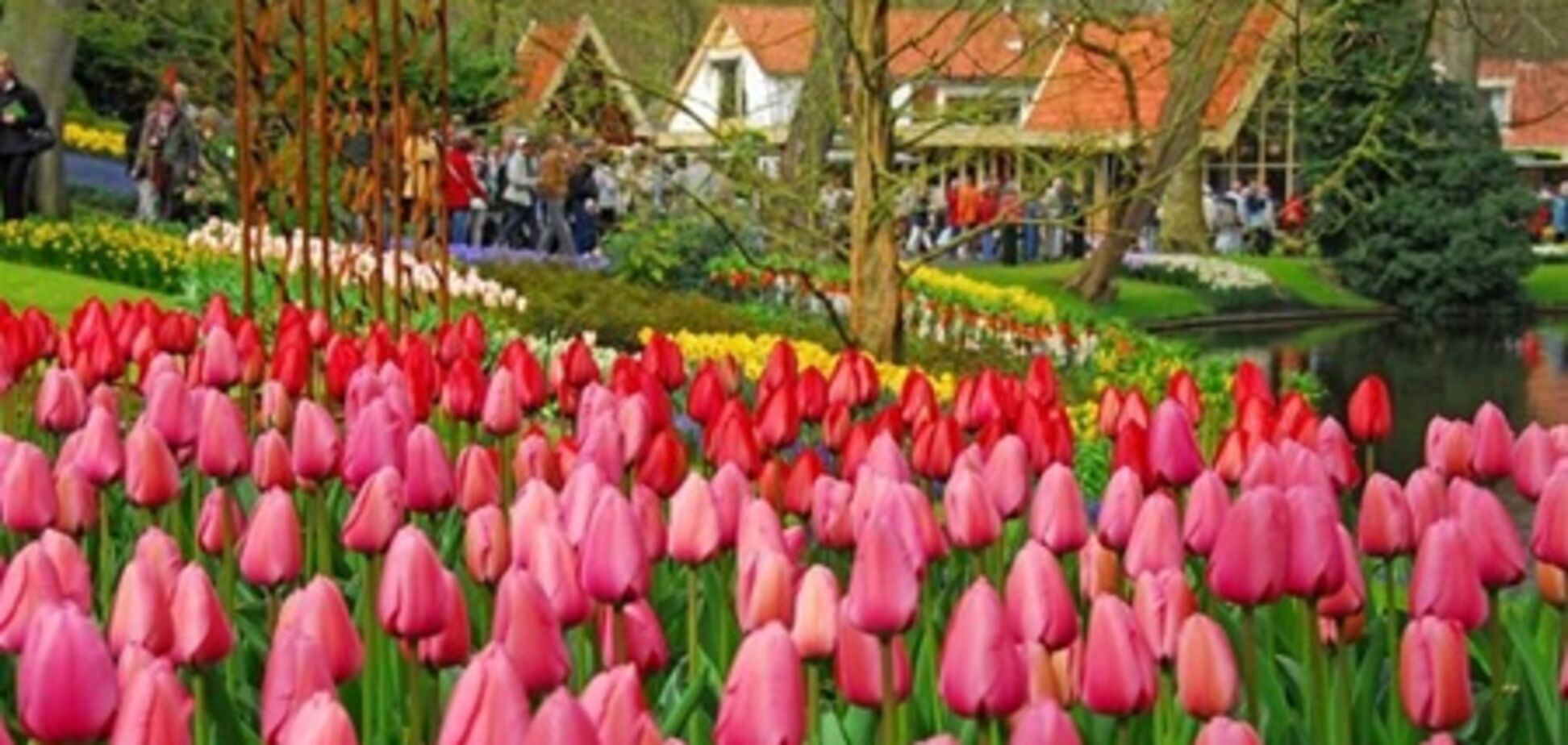 В Голландии предлагают цветочный автобусный тур