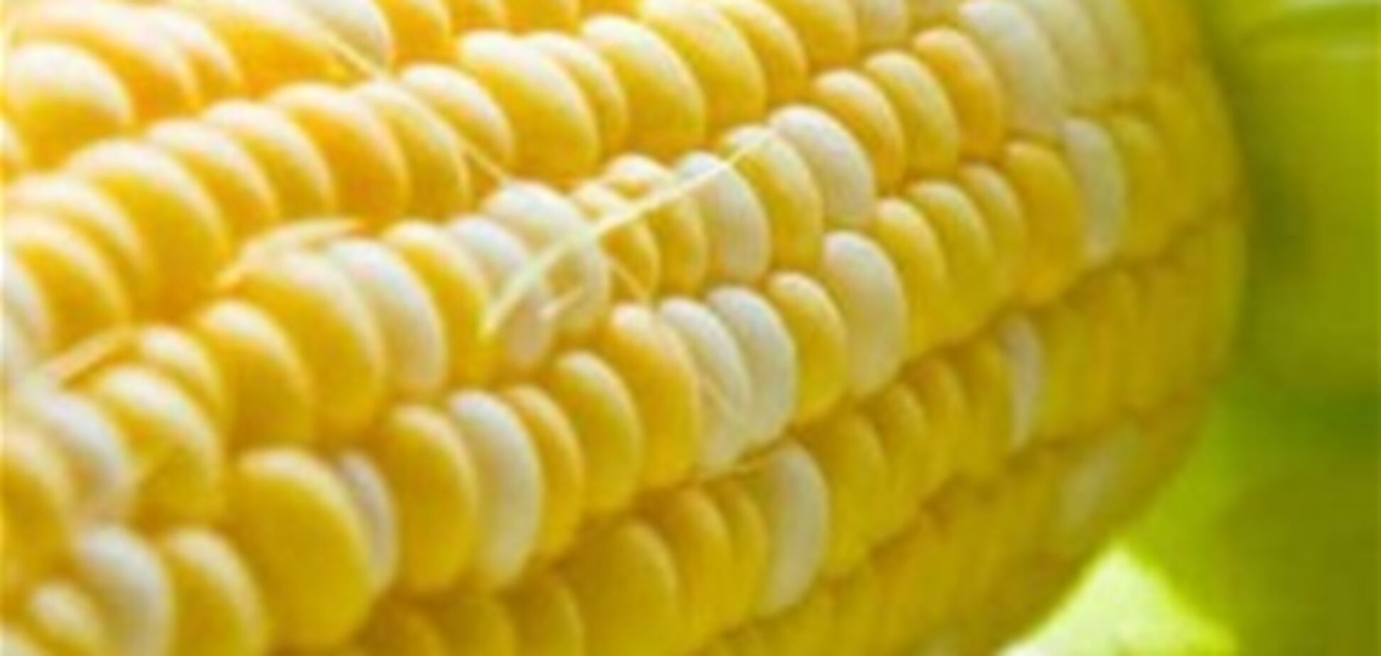 Украинская кукуруза пробралась в Китай