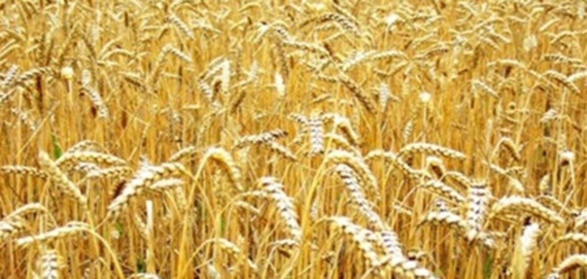 Нужно пересеять 2,5 млн га зерновых - премьер