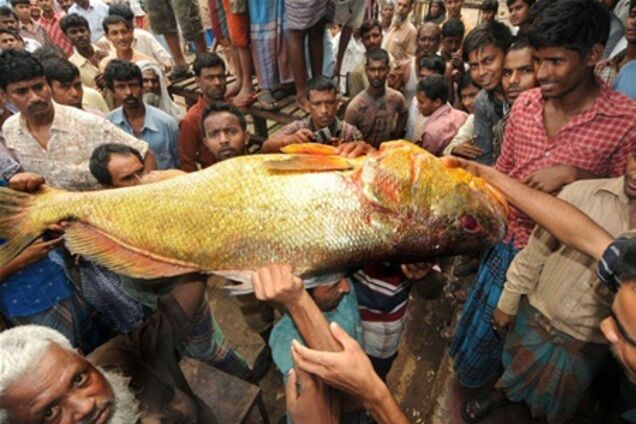 Кому рибку за $ 35 тисяч? 