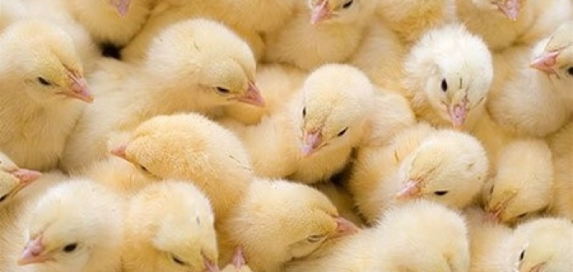 В Узбекистане учителям и медикам выдают зарплату цыплятами