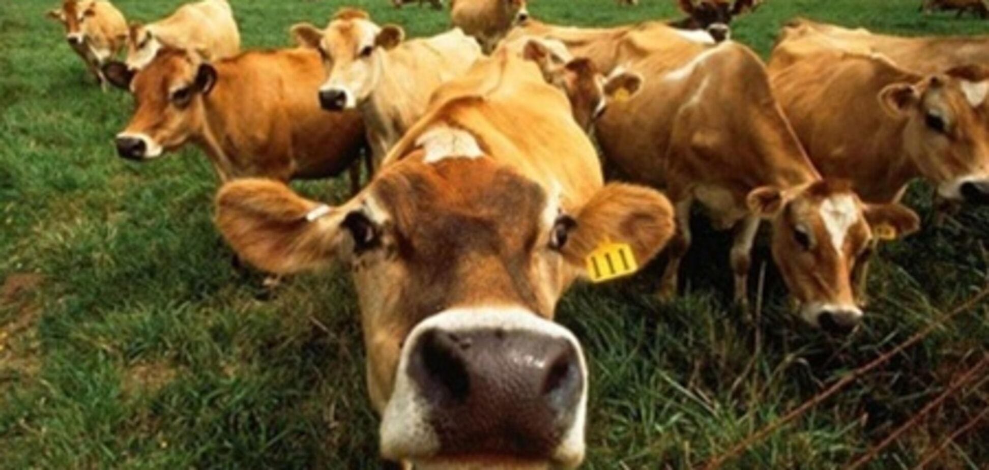 Азаров готов помогать животноводству