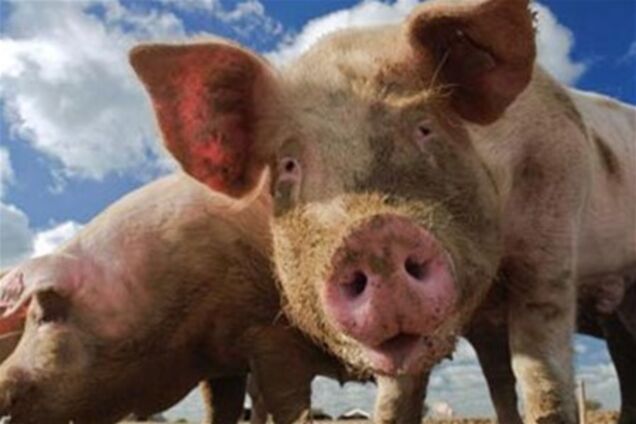 В Сумской области при пожаре на ферме сгорели 150 свиней