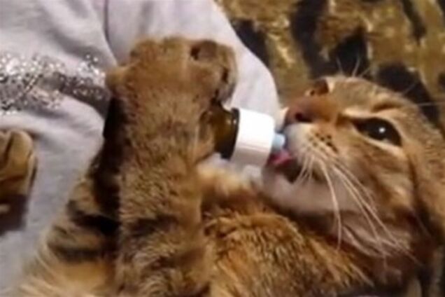 Кот научился произносить 'ням-ням-ням' во время еды. Видео