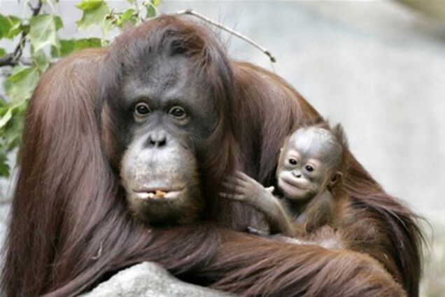 У басейні річки Меконг знайшли мавп із зачіскою Елвіса