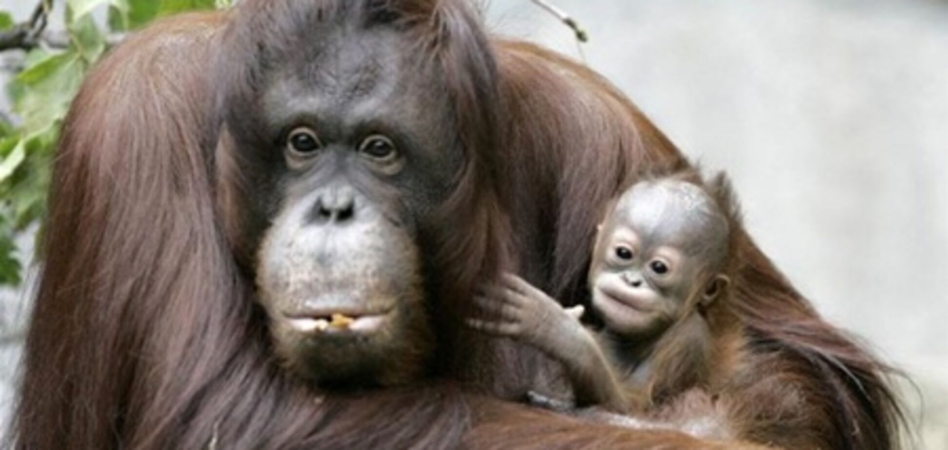 В бассейне реки Меконг нашли обезьян с причёской Элвиса