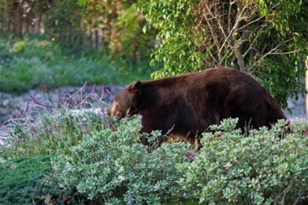 По Лос-Анджелесу бродить ведмідь