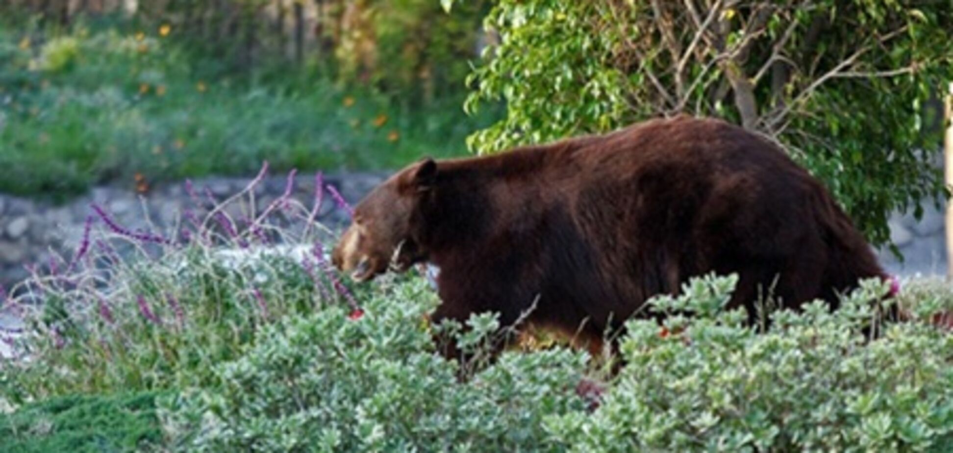 По Лос-Анджелесу бродить ведмідь