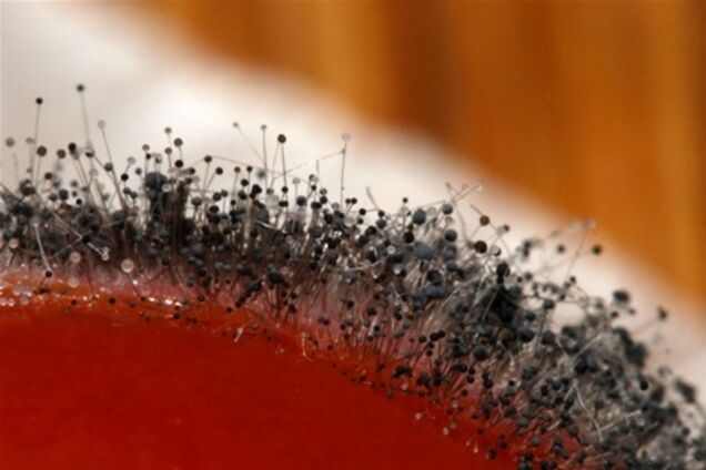 Самоочисна поверхню для вашої кухні