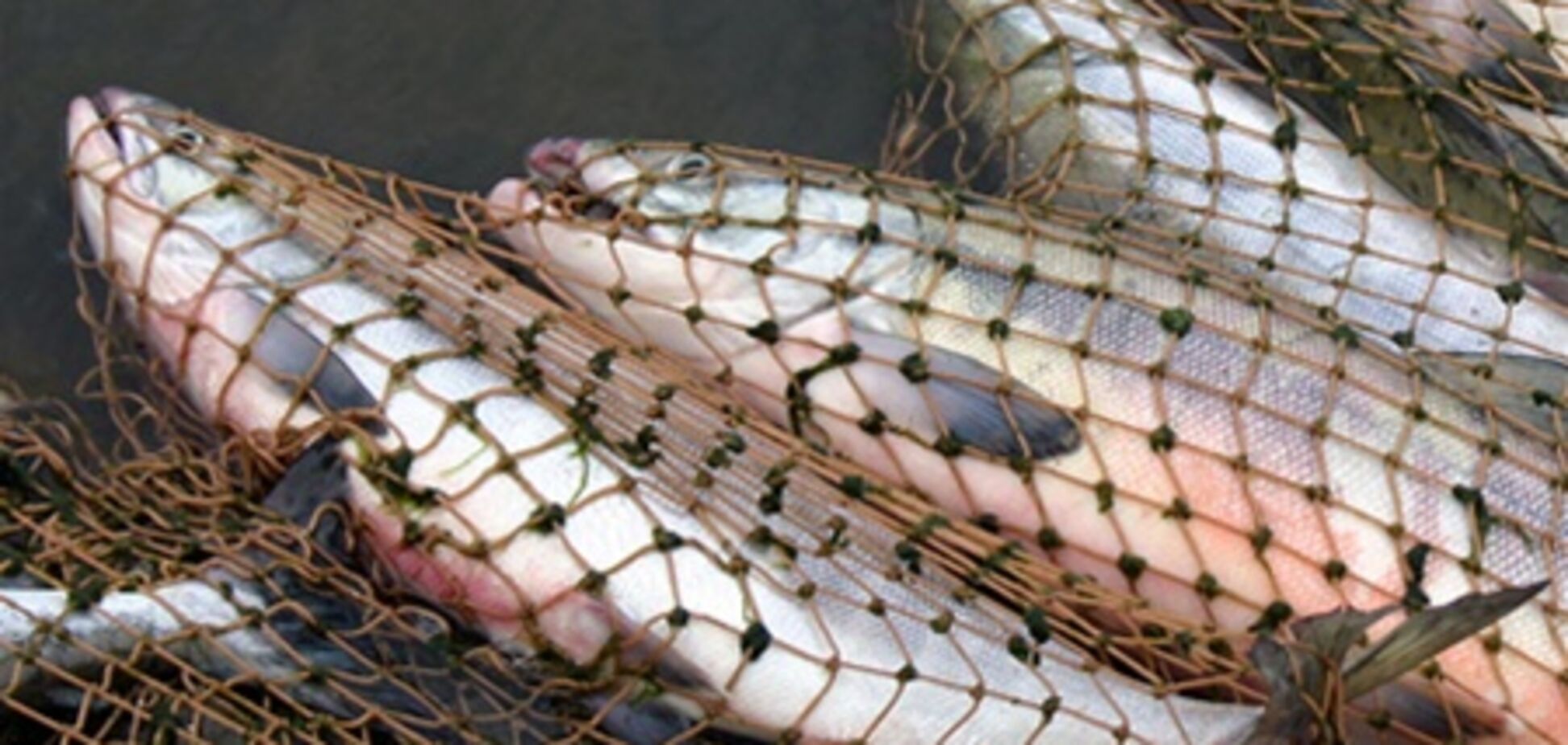 Браконьєрство в період нересту риби: масштаби проблеми та шляхи вирішення