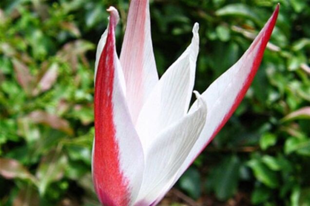 Самые красивые тюльпаны. Фото