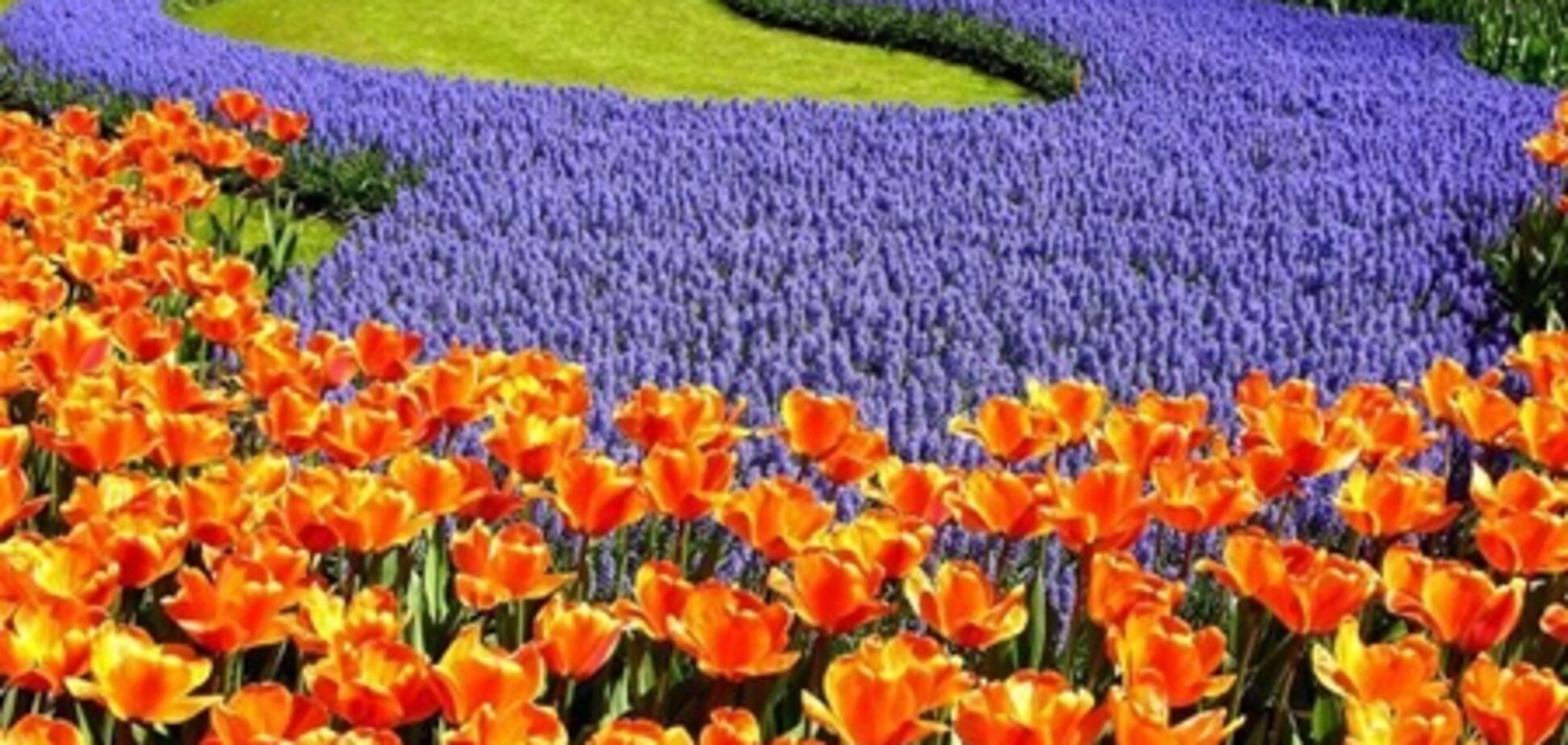 28 апреля в Киеве открывается выставка тюльпанов