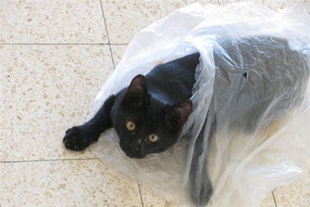 Чи заміна поліетиленових кульках?