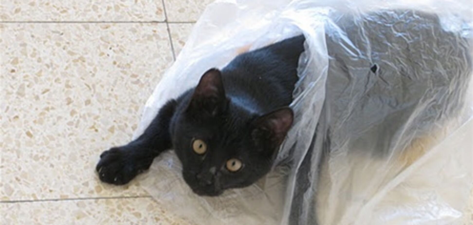 Чи заміна поліетиленових кульках?